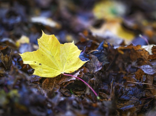 Der Herbst zeigt sich in der Region ge... ungemtlichen und eher kalten Seite.   | Foto: Felix Kstle (dpa)