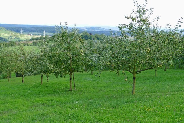 Streuobstwiesen, wie hier bei Tannenkirch, bevorzugt der Wendehals.  | Foto: Victoria Langelott