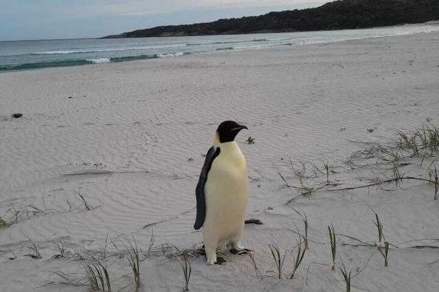 Pinguin aus der Antarktis verirrt sich bis nach Australien - und wundert sich