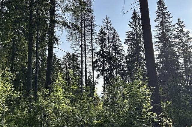 Der Wald kann das Klima schtzen, aber nicht immer