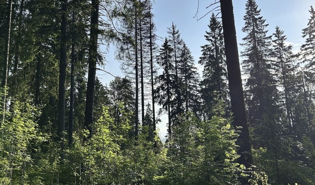 Geht der Wald zugrunde, kann er das Klima nicht mehr schtzen.  | Foto: Bildnachweis: Jasmin Breithut, Landrat...au-Hochschwarzwald, Fachbereich Forst.