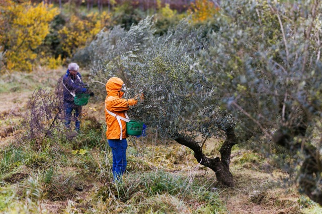 Olivenernte am Kaiserstuhl hat begonnen  | Foto: Philipp von Ditfurth/dpa