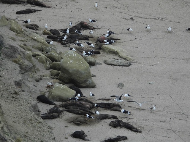 See-Elefanten in Argentinien wurden vo...d tote Tiere an einem Strand zu sehen.  | Foto: Valeria Falabella/Wildlife Cons/dpa