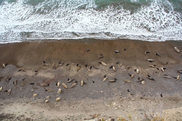 Eine Forscherin denkt, dass es Jahrzeh...in gesunder Harem von damals zu sehen.  | Foto: Valeria Falabella/Wildlife Cons/dpa