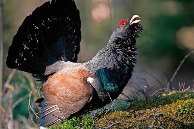 Freiwillige aus ganz Deutschland untersttzen das Auerhuhn-Projekt am Belchen