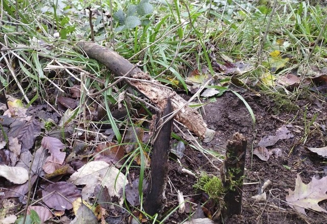 Hier waren wohl Wildschweine am Werk.  | Foto: Janosch Aescht und Maximilian Bos