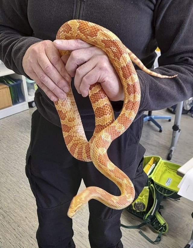 Eine Kornnatter zu Besuch im Klassenzimmer  | Foto: privat