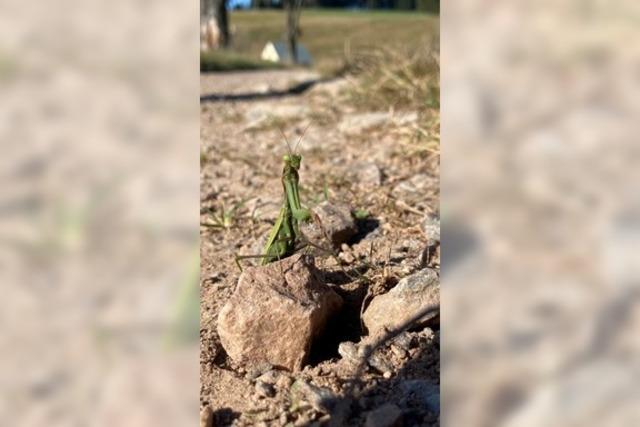 Die Gottesanbeterin erobert den Schwarzwald