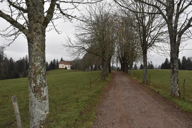 Kastanienallee von Pilz befallen