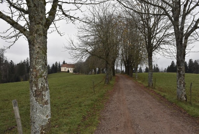 Die Kastanien der Allee zur Ohmenkapel...lz befallen und mssen gefllt werden.  | Foto: Thomas Biniossek