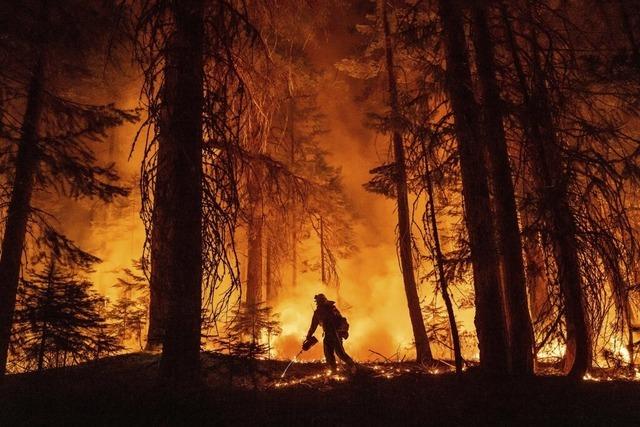 Weltweit einmalige Professur fr Freiburg: Feuerkologie ist ein brandheies Forschungsgebiet