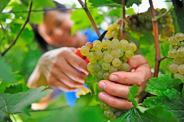 Pilzwiderstandsfhige Sorten gelten als die Zukunft im Weinbau.  | Foto: Marc Tirl (dpa)