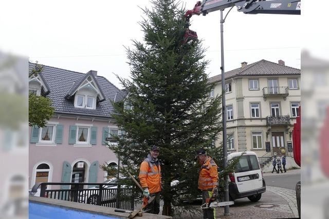 Tanne schmckt den Platz am Marienbrunnen