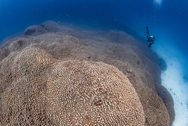 Forscher des Programms Pristine Seas v...lig;er ist als alle bislang bekannten.  | Foto: Manu San F&eacute;lix/National Geographic Pristine Seas/dpa