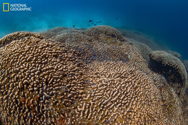 Die Mega-Koralle beherbergt viele weitere Lebewesen.  | Foto: Manu San F&eacute;lix/National Geographic Pristine Seas/dpa