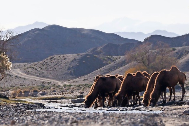 Kamele auf der Strecke des Ultra-Gobi-400 in China  | Foto: Ultra Gobi 400