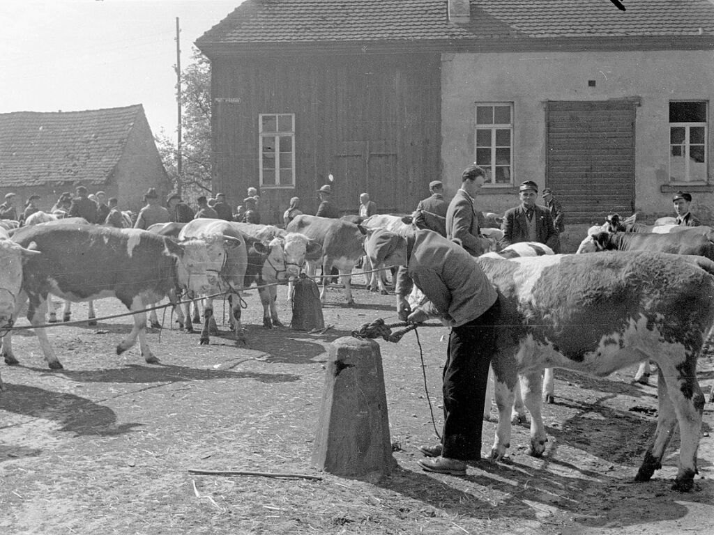 Der Hufschmied bei der Arbeit