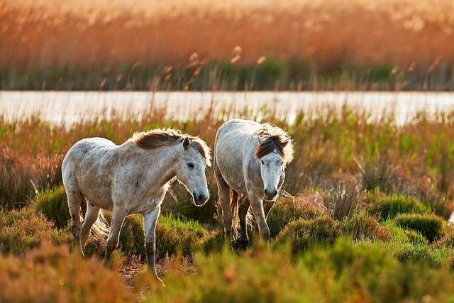 Einzigartige Landschaft im Sden Frank... geprgt vom Rhone-Delta: die Camargue  | Foto: ArCaLu (shutterstock.com)