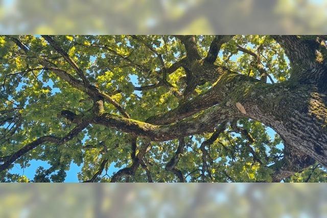 Winden will mehr Holz einschlagen