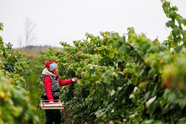 In S&uuml;dbaden werden noch Mitte Nov...Himbeeren unter freiem Himmel geerntet  | Foto: Philipp von Ditfurth/dpa