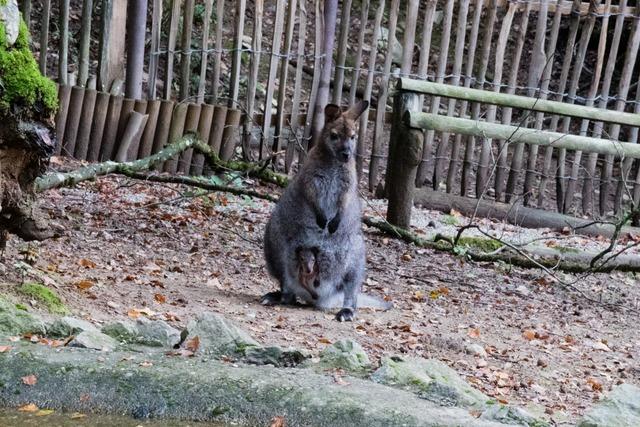 Waldkircher Schwarzwaldzoo trauert um Kngurudame Roxy