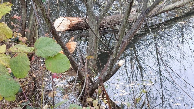 Das Werk des Bibers: Spuren entlang des Schlierbachs  | Foto: Regine Kramer