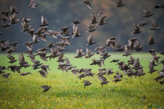 Diese Vgel sind im Herbst und Winter im Kreis Lrrach zu beobachten