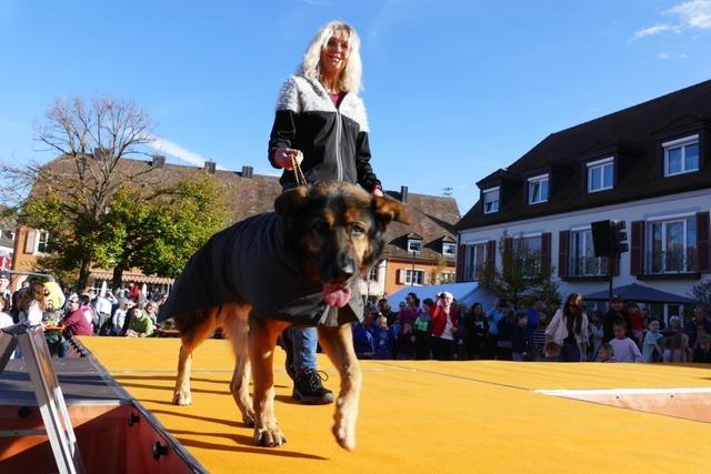 Hundemodenschau in Breisach - wie geht es den Tieren auf dem Laufsteg?