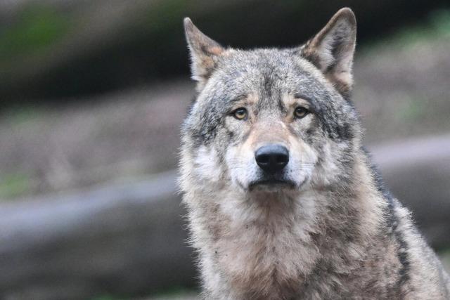 Kreistag Breisgau-Hochschwarzwald spricht sich fr einfachere Jagd auf Wlfe aus