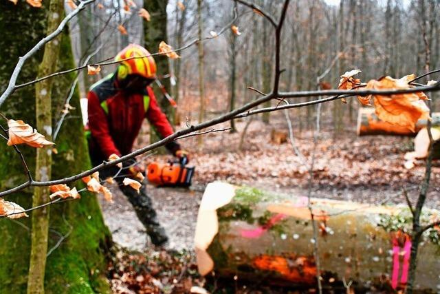 Forstbetriebsgemeinschaft fordert Waldbesitzer auf, mehr Holz zu schlagen