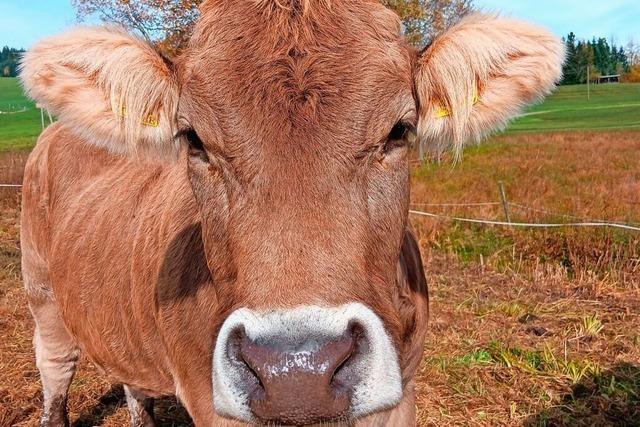 Gericht verurteilt Landwirt vom Feldberg, weil er fremde Rinder schlachten lie