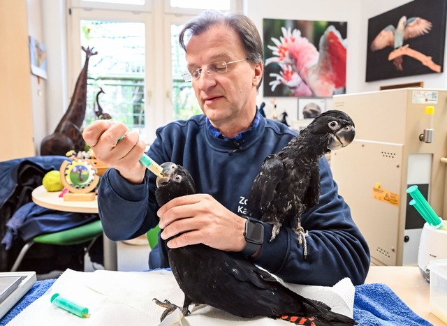 Zoodirektor Matthias Reinschmidt f&uum...lda frisst, sitzt Mann auf seinem Arm.  | Foto: Uli Deck/dpa