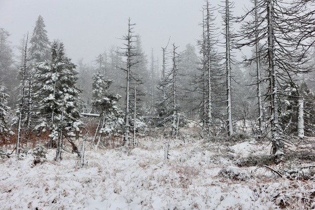 Auch auf dem Brocken hat es geschneit. (Foto Aktuell vom 17.11.)  | Foto: Matthias Bein/dpa