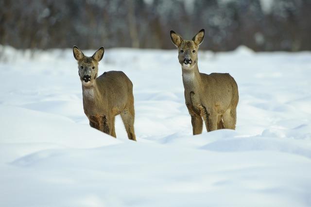 Wildtiere haben ganz unterschiedliche Strategien, um ber den Winter zu kommen