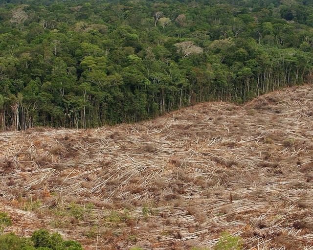 Das Waldschutzgesetz der EU soll die i...waldes im Amazonasgebiet einschrnken.  | Foto: Marcelo Sayao (dpa) 