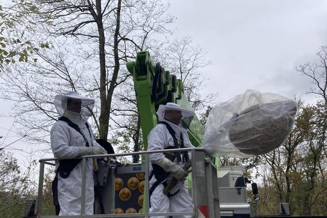 Feuerwehr entfernt Nester der Asiatischen Hornisse in Steinen und Hgelberg