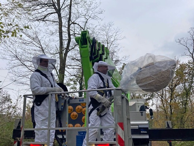 Geschtzt durch einen Schutzanzug entf...leute ein Nest mit beachtlichen Maen.  | Foto: Rainer Eiche 