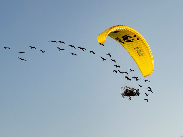 Teile der Strecke mussten die seltenen V&ouml;gel auch im Auto zur&uuml;cklegen.  | Foto: Gunnar Hartmann/Waldrappteam Conservation and Research/dpa