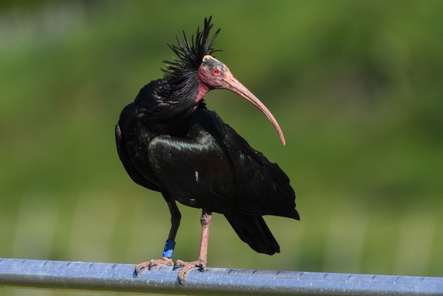 Der Waldrapp gilt laut Roter Liste der...als stark gef&auml;hrdet. (Archivbild)  | Foto: Felix K&auml;stle/dpa