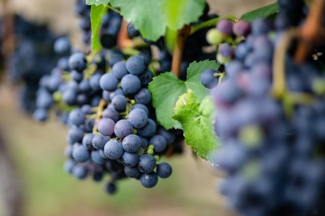 Wie Winzer im Kreis Lrrach den Herausforderungen auf dem Weinmarkt begegnen