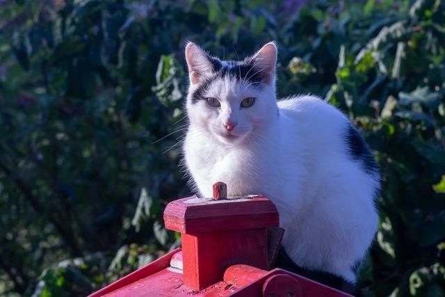 Stadt mchte Katzenpopulation in den Griff bekommen