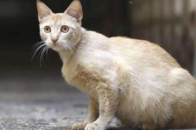 Katzen in Ihringen mssen zuknftig zum Tierarzt