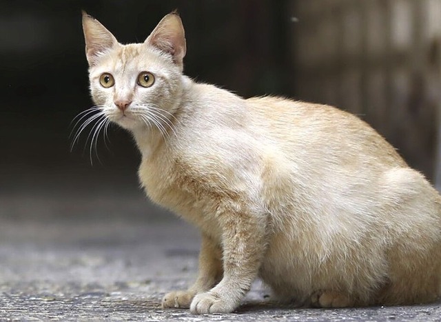 Katzen sollen sich in Ihringen nicht mehr unkontrolliert vermehren.  | Foto: Shadi Jarar'ah (dpa)