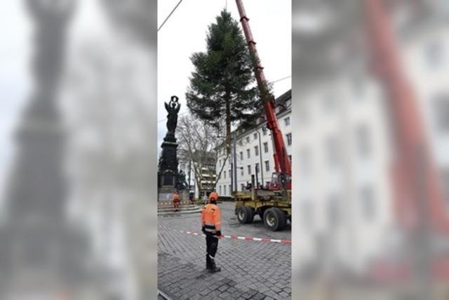 O Tannenbaum!