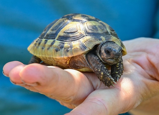 Griechische Landschildkr&ouml;ten steh...ter strengem Artenschutz. (Symbolbild)  | Foto: Patrick Pleul/dpa-Zentralbild/ZB