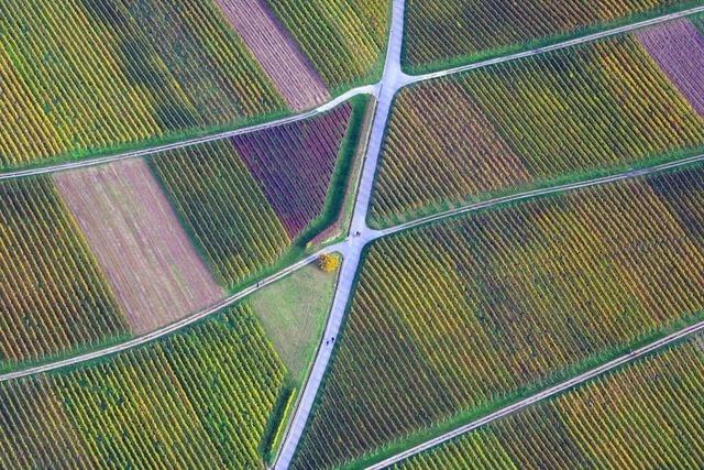 Wie ein Gesetz kleine Landwirte im Landkreis Lrrach einengt