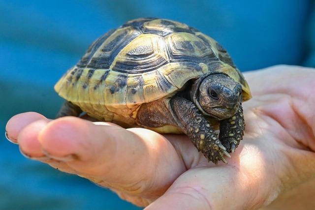 Zoll verhindert bei Weil am Rhein die illegale Einfuhr von drei Schildkrten