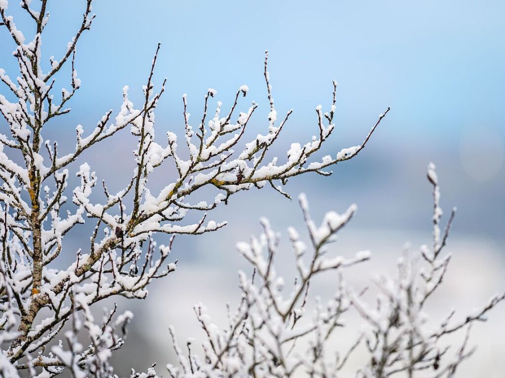 Kahle ste eines Baumes sind bei  Rottweil mit Schnee bedeckt.