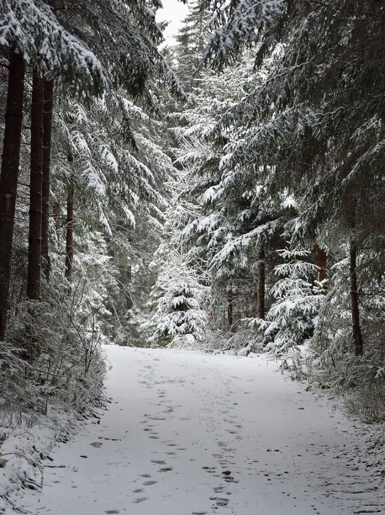 Wintereinbruch im Hochschwarzwald