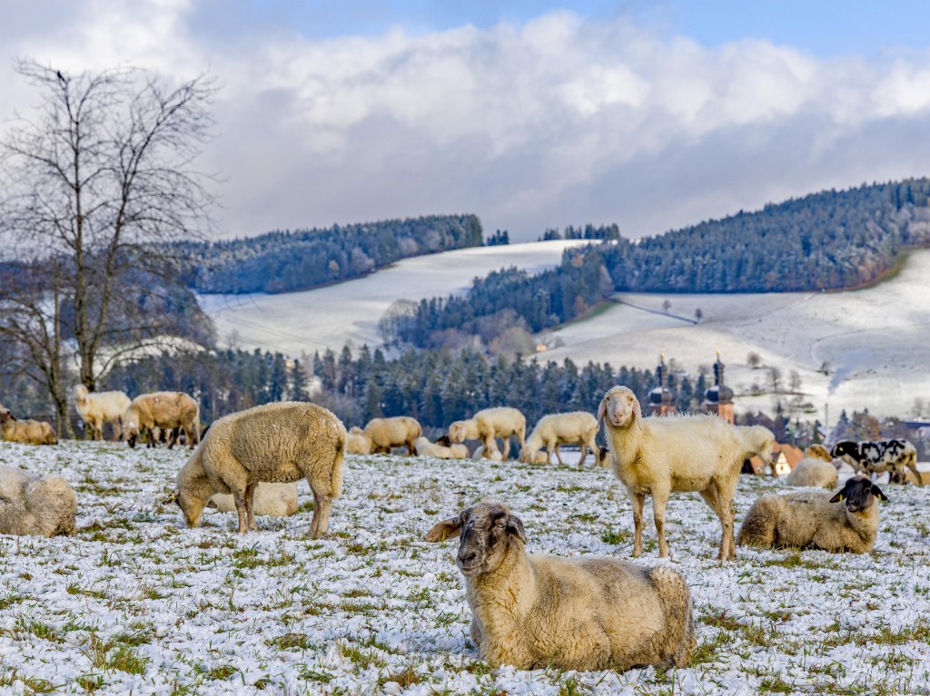 Schafe im Schnee bei St. Peter